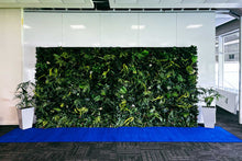 Load image into Gallery viewer, Tropical Wall Backdrop with Blue Carpet for Hire