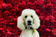 Load image into Gallery viewer, Miss Rosie- Flower Wall