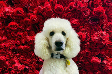 Load image into Gallery viewer, Miss Rosie- Flower Wall

